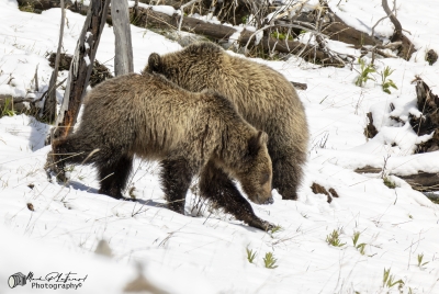 Snow and Cubs YNP May 2025